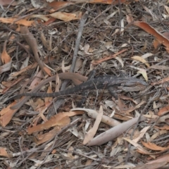 Pogona barbata at Downer, ACT - 12 Feb 2021