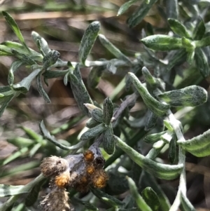 Chrysocephalum apiculatum at Acton, ACT - 13 Jul 2021 10:23 AM