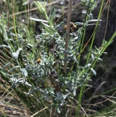 Chrysocephalum apiculatum at Acton, ACT - 13 Jul 2021 10:23 AM