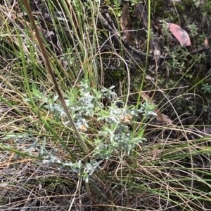 Chrysocephalum apiculatum at Acton, ACT - 13 Jul 2021 10:23 AM