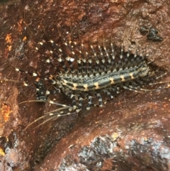 Scutigeridae (family) (A scutigerid centipede) at Acton, ACT - 13 Jul 2021 by Ned_Johnston