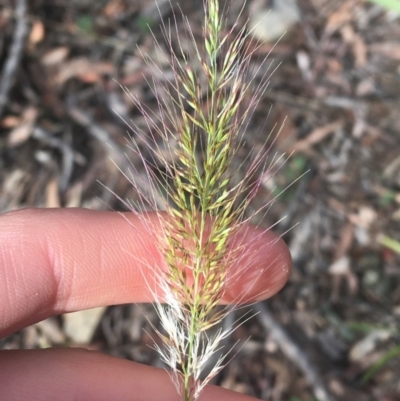 Cenchrus purpurascens (Swamp Foxtail) at ANBG South Annex - 13 Jul 2021 by Ned_Johnston