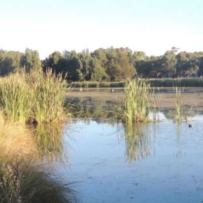 Typha sp. (Cumbungi) at Isabella Plains, ACT - 4 Apr 2021 by MichaelBedingfield