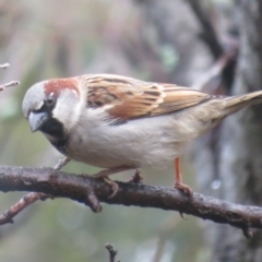 Passer domesticus (House Sparrow) at Flynn, ACT - 16 Jul 2021 by Christine