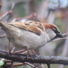 Passer domesticus at Flynn, ACT - 16 Jul 2021