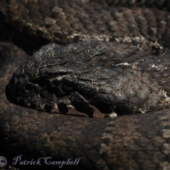 Acanthophis antarcticus (Common Death Adder) at The Devils Wilderness, NSW - 1 Jan 2000 by PatrickCampbell