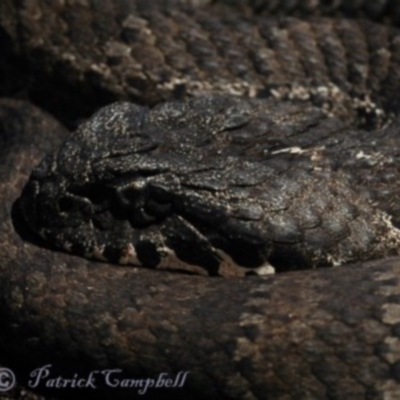 Acanthophis antarcticus (Common Death Adder) at The Devils Wilderness, NSW - 1 Jan 2000 by PatrickCampbell