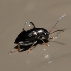 Alticini (tribe) (Unidentified flea beetle) at Acton, ACT - 16 Jul 2021 by TimL