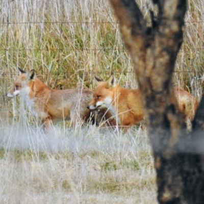 Vulpes vulpes (Red Fox) at Tuggeranong DC, ACT - 14 Jul 2021 by HelenCross