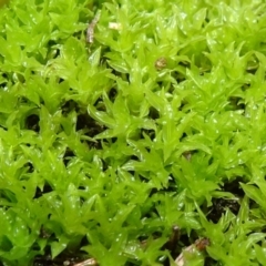 Pottiaceae (family) (A moss) at Bungendore, NSW - 10 Jul 2021 by JanetRussell