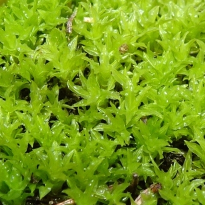 Pottiaceae (family) (A moss) at Bungendore, NSW - 10 Jul 2021 by JanetRussell