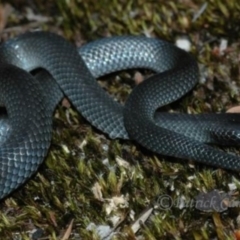 Cryptophis nigrescens (Eastern Small-eyed Snake) at Blue Mountains National Park, NSW - 27 Nov 2006 by PatrickCampbell