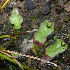 Asterella drummondii at Bungendore, NSW - 10 Jul 2021