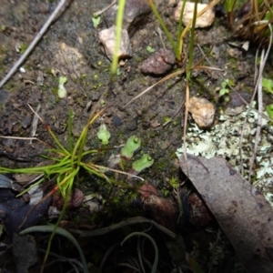 Asterella drummondii at Bungendore, NSW - 10 Jul 2021