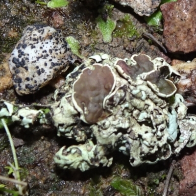 Parmeliaceae (family) (A lichen family) at Six Mile TSR - 10 Jul 2021 by JanetRussell