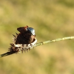 Orcus sp. (genus) at Molonglo, ACT - 11 Jul 2021