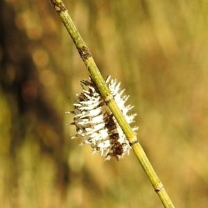 Orcus sp. (genus) at Molonglo, ACT - 11 Jul 2021