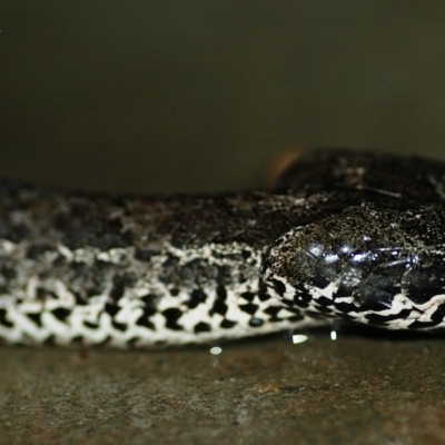 Acanthophis antarcticus (Common Death Adder) at Blue Mountains National Park, NSW - 6 Jan 2013 by PatrickCampbell