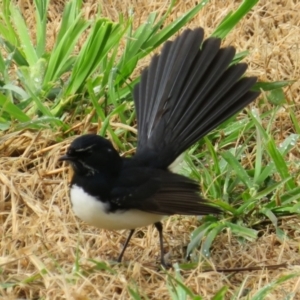 Rhipidura leucophrys at Fyshwick, ACT - 16 Jul 2021 12:10 PM