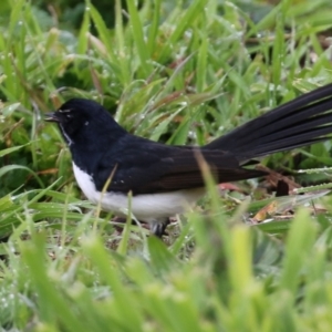 Rhipidura leucophrys at Fyshwick, ACT - 16 Jul 2021 12:10 PM