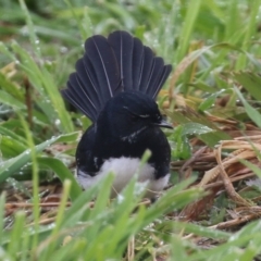 Rhipidura leucophrys at Fyshwick, ACT - 16 Jul 2021 12:10 PM