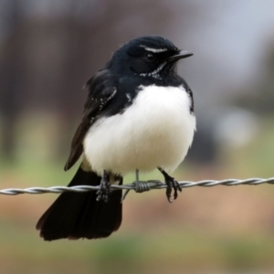 Rhipidura leucophrys at Fyshwick, ACT - 16 Jul 2021 12:10 PM