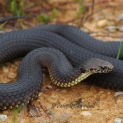 Austrelaps ramsayi (Highlands Copperhead) at Blue Mountains National Park, NSW - 10 Dec 2007 by PatrickCampbell