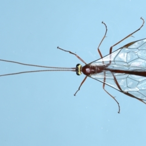 Ophion sp. (genus) at Ainslie, ACT - 13 Jul 2021