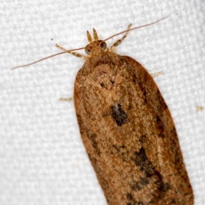 Meritastis (genus) (A Bell moth (Tortricinae)) at Melba, ACT - 3 Nov 2018 by Bron