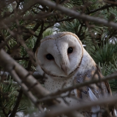 Tyto alba (Barn Owl) at Pialligo, ACT - 17 Jul 2021 by rawshorty