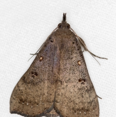 Rhapsa suscitatalis (Wedged Rhapsa) at Melba, ACT - 3 Nov 2018 by Bron