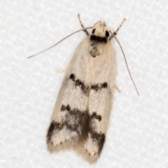 Compsotropha strophiella (A Concealer moth) at Melba, ACT - 3 Nov 2018 by Bron