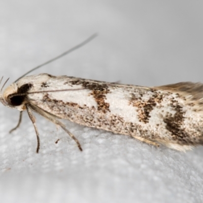 Eusemocosma pruinosa (Philobota Group Concealer Moth) at Melba, ACT - 3 Nov 2018 by Bron