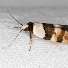 Euphiltra eroticella (A concealer moth) at Melba, ACT - 4 Nov 2018 by Bron