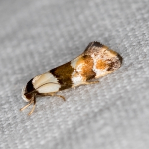 Euphiltra eroticella at Melba, ACT - 4 Nov 2018