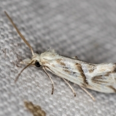 Heliocosma (genus) (A Tortricid moth) at Melba, ACT - 4 Nov 2018 by Bron