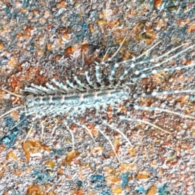 Scutigeridae (family) (A scutigerid centipede) at Hawker, ACT - 17 Jul 2021 by tpreston