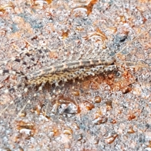 Scutigeridae (family) at Hawker, ACT - 17 Jul 2021