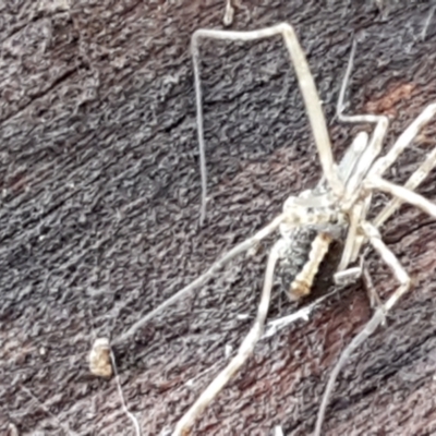 Opiliones (order) (Unidentified harvestman) at Hawker, ACT - 17 Jul 2021 by tpreston