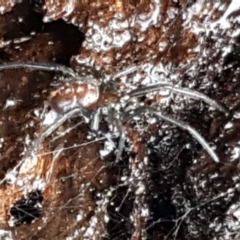 Steatoda capensis (South African cupboard spider) at Hawker, ACT - 17 Jul 2021 by trevorpreston