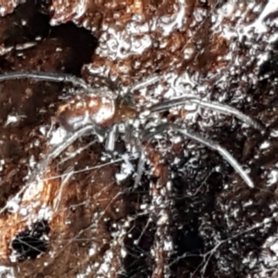 Steatoda capensis (South African cupboard spider) at Hawker, ACT - 17 Jul 2021 by trevorpreston