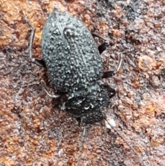 Adelium porcatum (Darkling Beetle) at Hawker, ACT - 17 Jul 2021 by trevorpreston