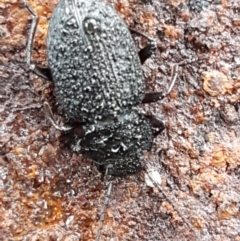 Adelium porcatum at Hawker, ACT - 17 Jul 2021