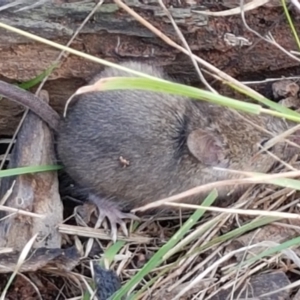 Mus musculus at Hawker, ACT - 17 Jul 2021