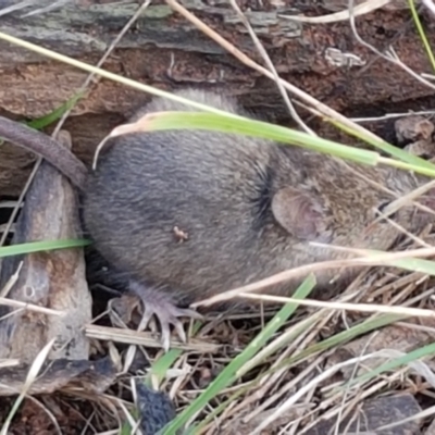 Mus musculus (House Mouse) at Hawker, ACT - 17 Jul 2021 by tpreston