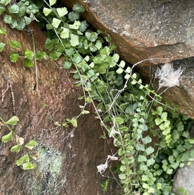 Asplenium flabellifolium (Necklace Fern) at Mount Majura - 17 Jul 2021 by JaneR