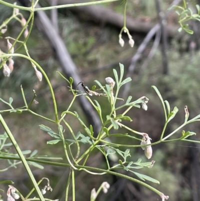 Clematis leptophylla (Small-leaf Clematis, Old Man's Beard) at Majura, ACT - 17 Jul 2021 by JaneR
