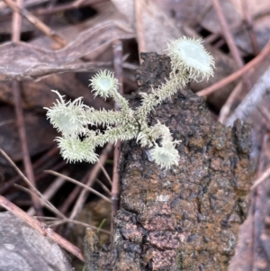 Usnea sp. (genus) at Majura, ACT - 17 Jul 2021