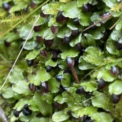 Targionia lorbeeriana (A liverwort) at Mount Majura - 17 Jul 2021 by JaneR