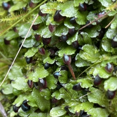 Targionia lorbeeriana (A liverwort) at Majura, ACT - 17 Jul 2021 by JaneR